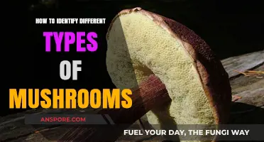 Mastering Mushroom Identification: A Guide to Recognizing Varieties Safely