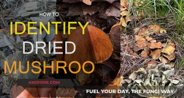 Recognizing Dried Mushrooms: A Beginner's Guide