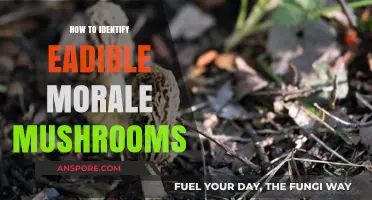 Identifying Edible Morel Mushrooms: A Safe Foraging Guide