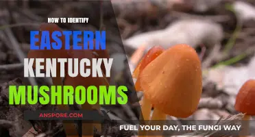 Identifying Eastern Kentucky Mushrooms: A Beginner's Guide to Foraging Safely