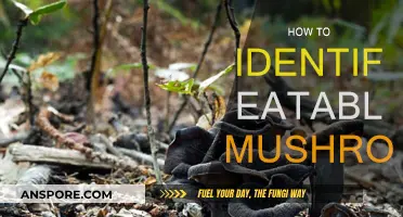 Foraging Mushrooms: Identifying Edible Varieties