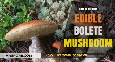 Identifying Edible Bolete Mushrooms: A Beginner's Guide to Safe Foraging