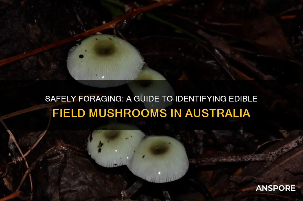how to identify edible field mushrooms in australia