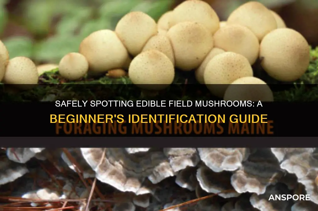 how to identify edible field mushrooms