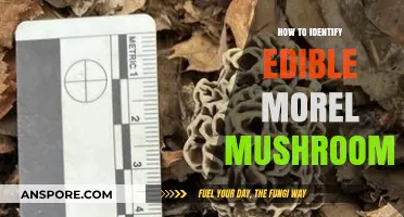 Mastering Morel Mushroom Identification: A Guide to Safe Foraging