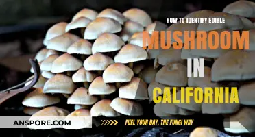 California's Edible Mushrooms: A Beginner's Guide to Safe Identification