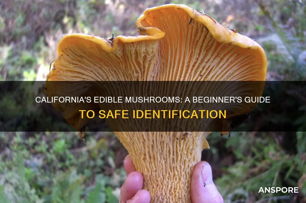 how to identify edible mushrooms in california