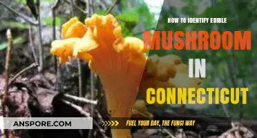 Connecticut's Edible Mushrooms: A Beginner's Guide to Safe Identification