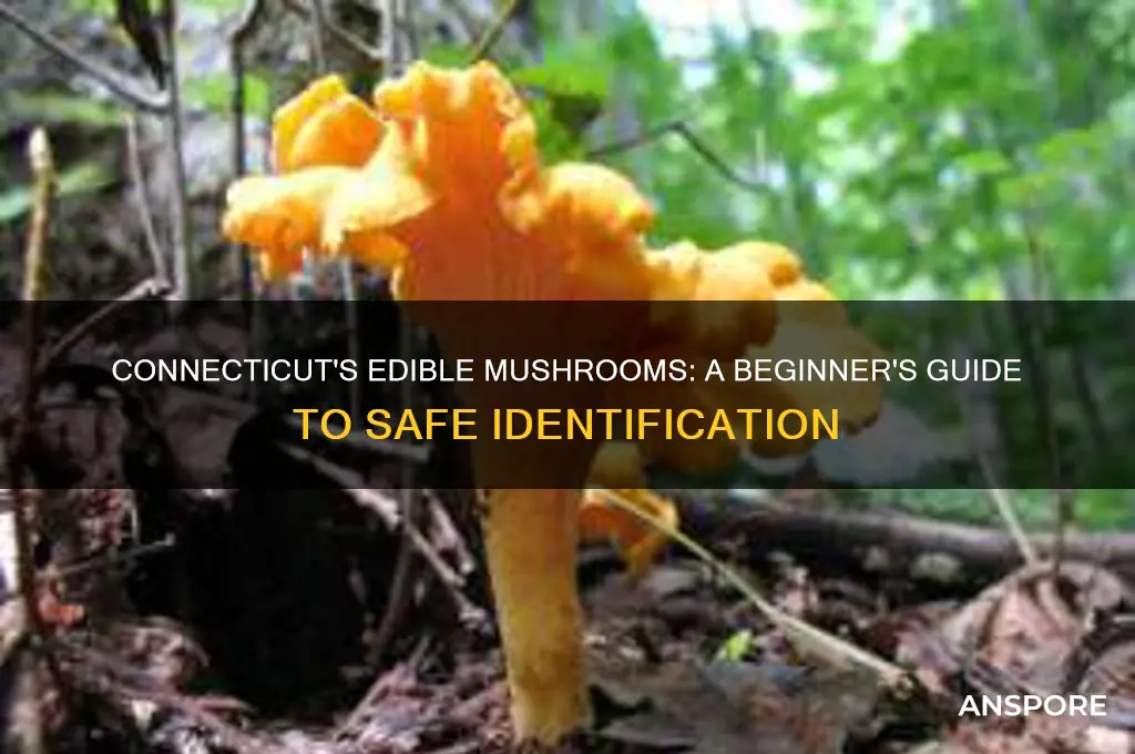 how to identify edible mushrooms in connecticut