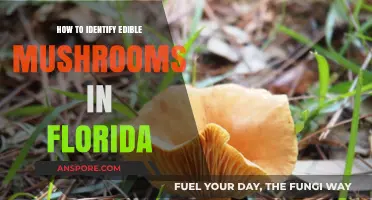 Florida's Foraging Guide: Safely Identifying Edible Mushrooms in the Wild