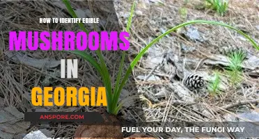 Georgia's Edible Mushrooms: A Beginner's Guide to Safe Identification