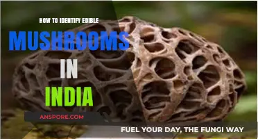Identifying Edible Mushrooms in India: A Beginner's Guide to Safe Foraging
