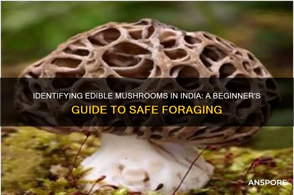how to identify edible mushrooms in india