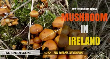 Identifying Edible Mushrooms in Ireland: A Beginner's Foraging Guide