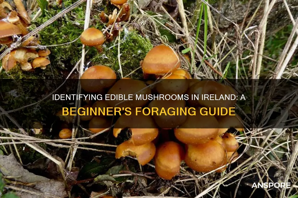 how to identify edible mushrooms in ireland