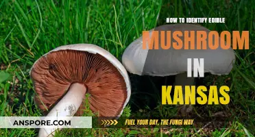 Kansas Mushroom Foraging: Safely Identifying Edible Varieties in the Wild