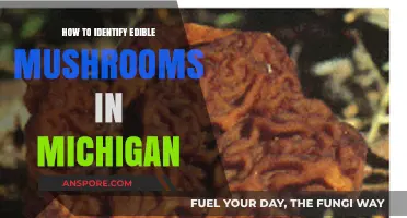 Michigan's Edible Mushrooms: A Beginner's Guide to Safe Foraging
