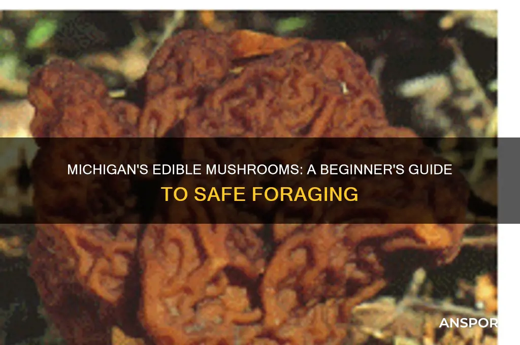 how to identify edible mushrooms in michigan
