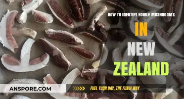 Safely Foraging Edible Mushrooms in New Zealand: A Beginner's Guide