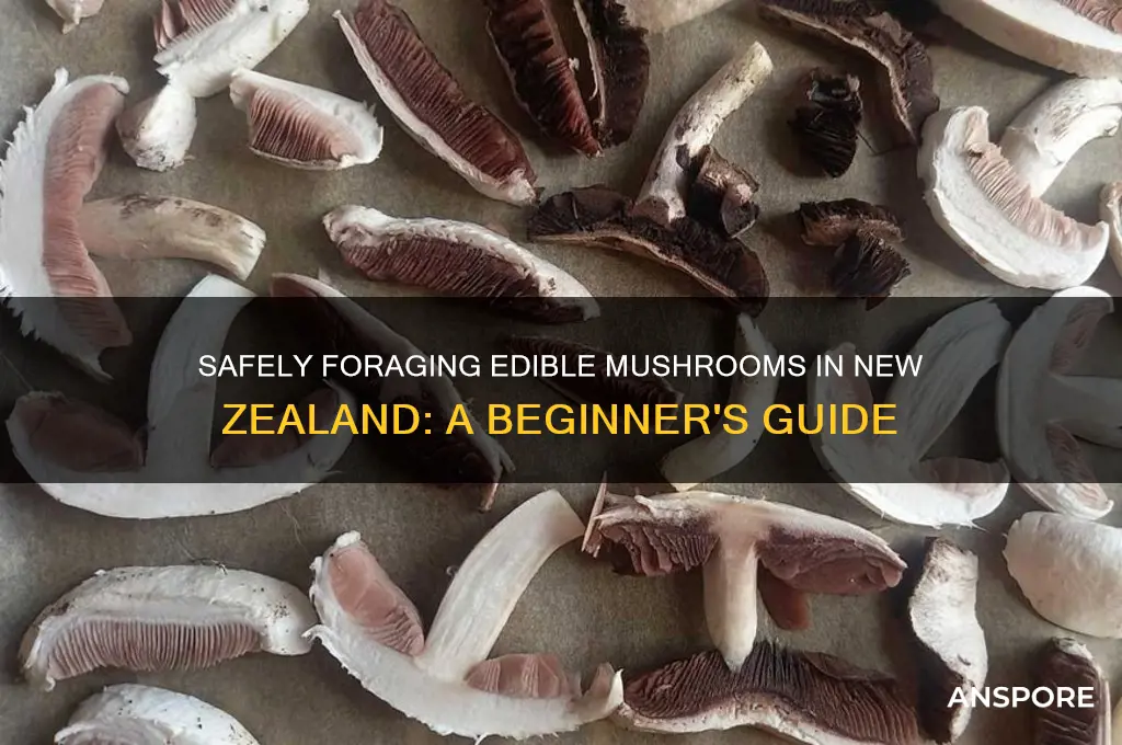 how to identify edible mushrooms in new zealand
