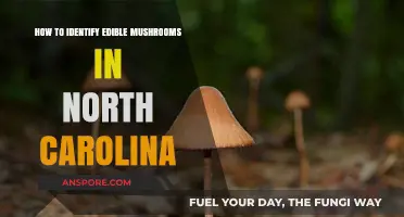 Safely Foraging Edible Mushrooms in North Carolina: A Beginner's Guide