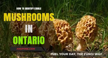 Identifying Edible Mushrooms in Ontario: A Safe Foraging Guide