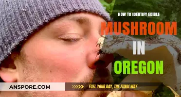 Oregon's Edible Mushrooms: A Beginner's Guide to Safe Foraging