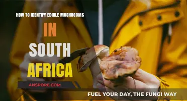 Safely Spotting Edible Mushrooms in South Africa: A Beginner's Guide