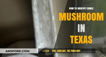 Texas Mushroom Foraging: Safely Spotting Edible Varieties in the Wild