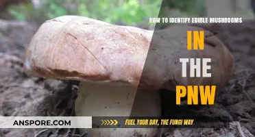 PNW Mushroom Foraging: Safely Spotting Edible Varieties in the Wild