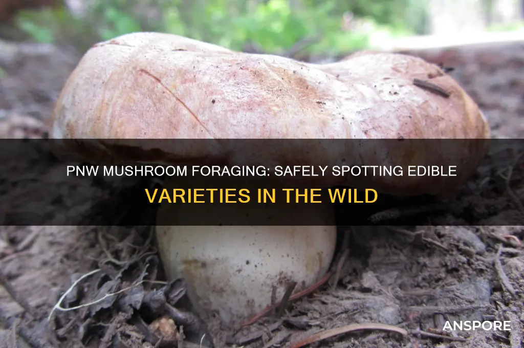 how to identify edible mushrooms in the pnw