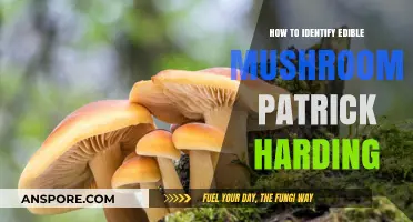 Identifying Edible Mushrooms: Patrick Harding's Expert Guide to Safe Foraging