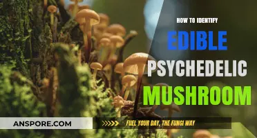 Identifying Edible Psychedelic Mushrooms: A Safe Foraging Guide