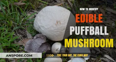 Identifying Edible Puffball Mushrooms: A Beginner's Guide to Safe Foraging