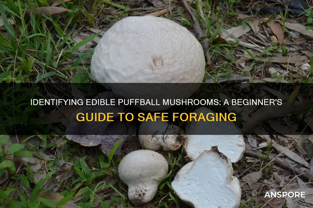 how to identify edible puffball mushroom