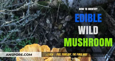 Safely Foraging: A Beginner's Guide to Identifying Edible Wild Mushrooms