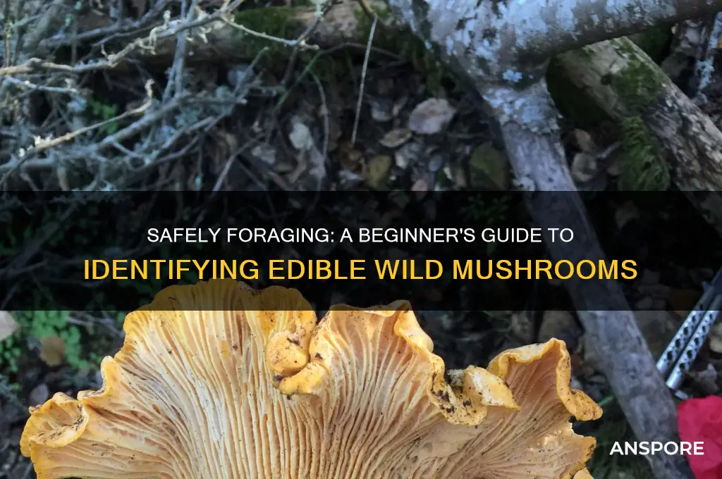 how to identify edible wild mushrooms