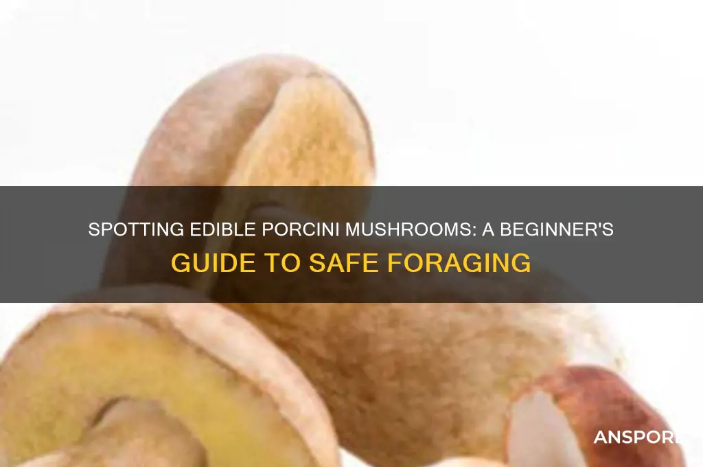 how to identify edible wild porcini mushrooms
