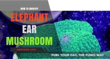 Spotting Elephant Ear Mushrooms: A Beginner's Guide to Identification