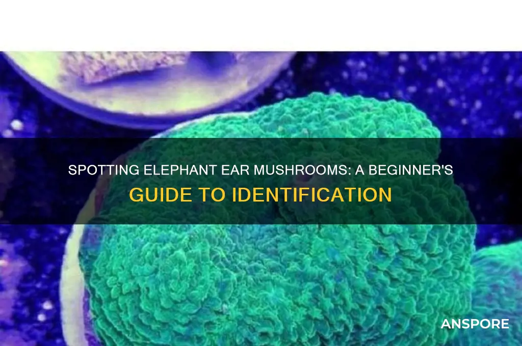 how to identify elephant ear mushroom