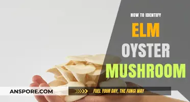 Identifying Elm Oyster Mushrooms: A Beginner's Guide to Foraging Safely