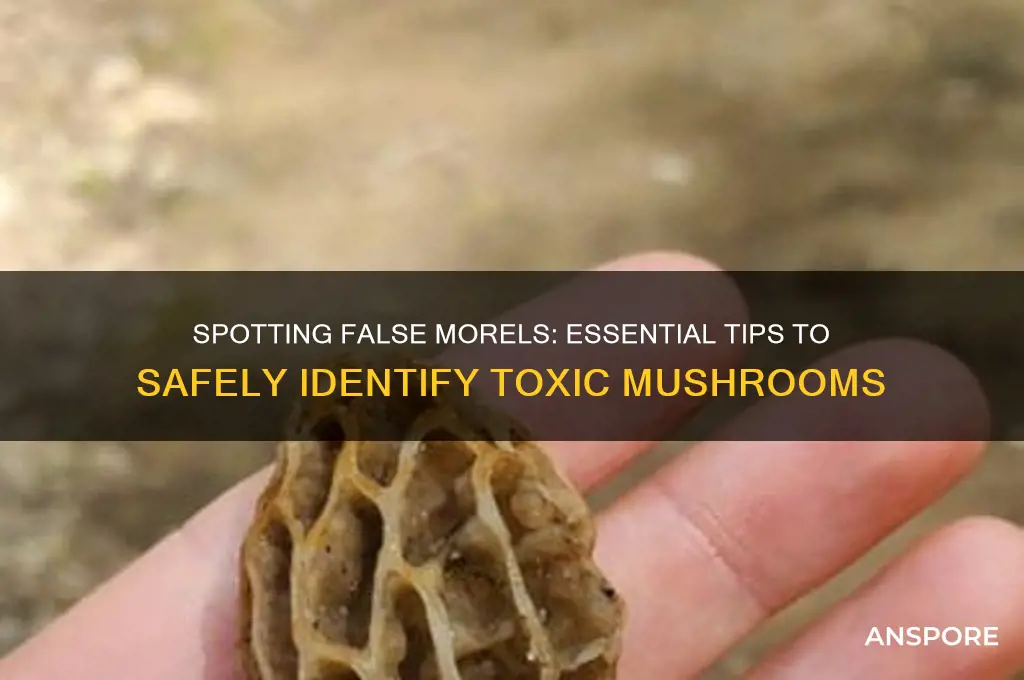 how to identify false morel mushrooms