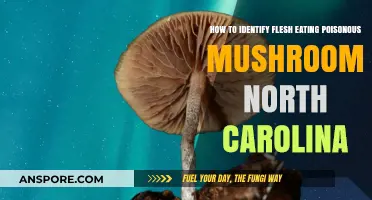 Identifying Deadly Flesh-Eating Mushrooms in North Carolina: A Guide