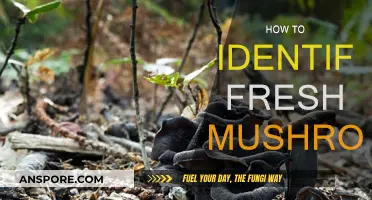 Identifying Fresh Mushrooms: Tips and Tricks