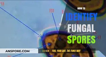 Mastering Fungal Identification: A Guide to Spotting Spores Accurately