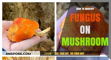 Spotting Fungal Infections: A Guide to Identifying Mushroom Fungus
