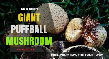 Spotting Giant Puffball Mushrooms: A Beginner's Identification Guide