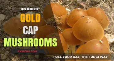 Spotting Gold Cap Mushrooms: Essential Identification Tips for Foragers