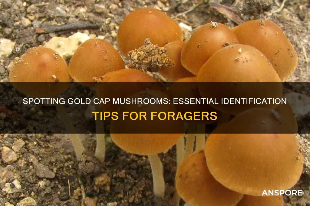 how to identify gold cap mushrooms