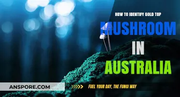 Spotting Gold Top Mushrooms in Australia: A Beginner's Identification Guide